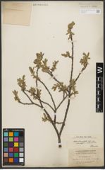 Foto von Salix L.
